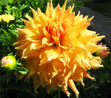 Dahlia ' YAMABIRAKI '  (G.D.)  Konishi  Jap.  1999  Dahlia Garden, Baden - Baden, Germany 2018  (David Brown)